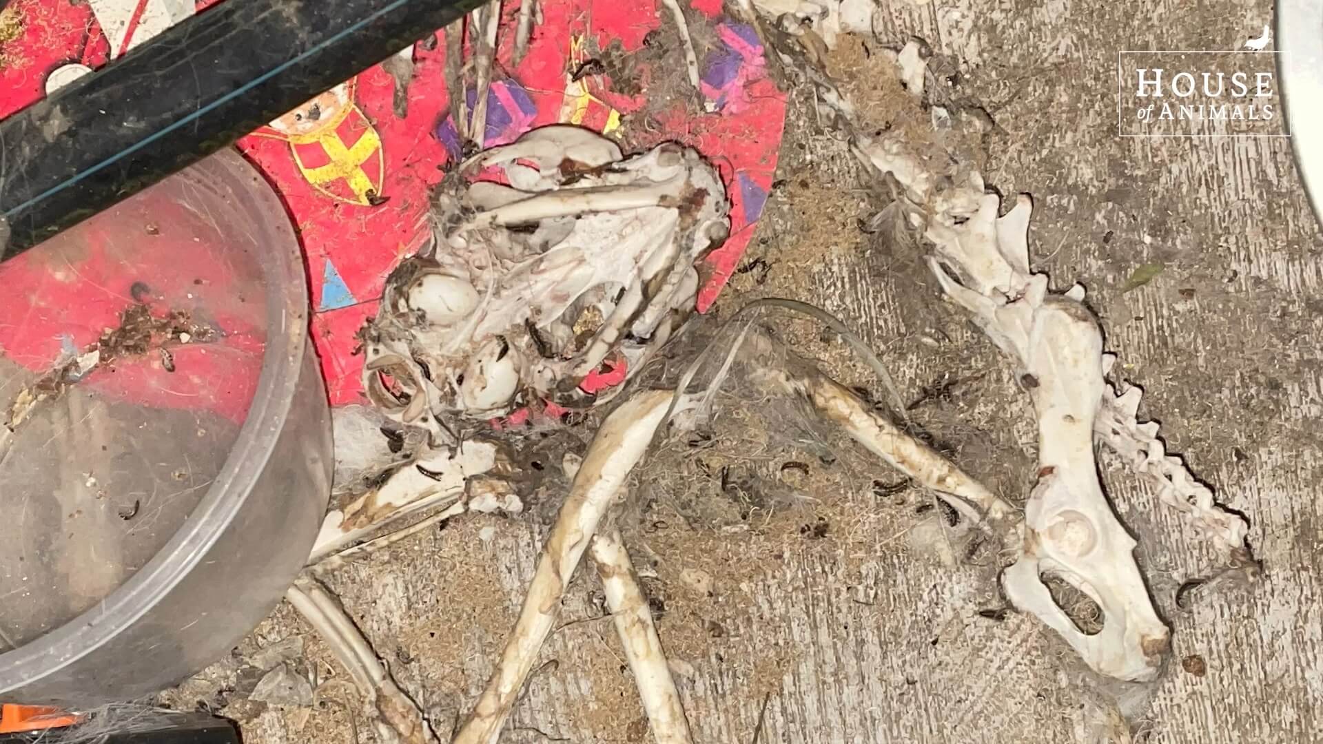 Dierenbotten bij Nederlandse fokster in Hongarije