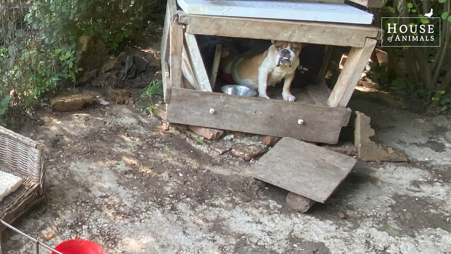 Nederlandse hondenfokster is 'most wanted' in Hongarije vanwege dierenmishandeling