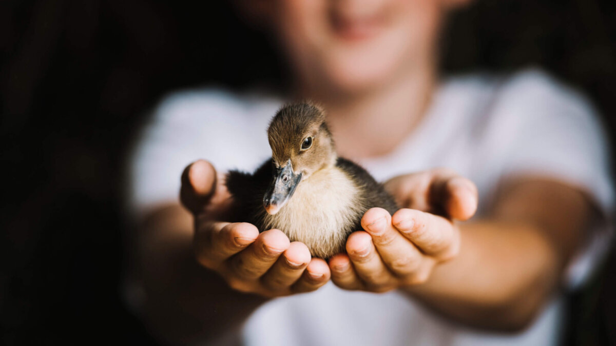 Meer wilde dieren hebben vogelgriep