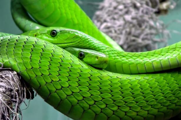 Groene mamba's