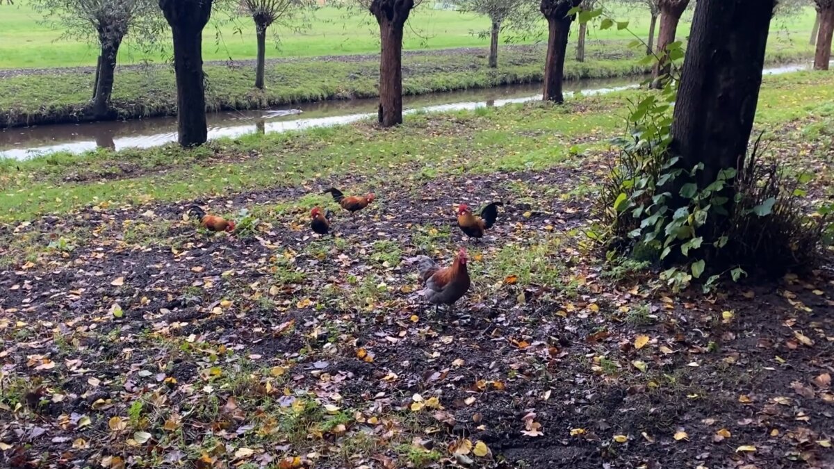 Gedumpte kippen en hanen Warmond komen goed terecht