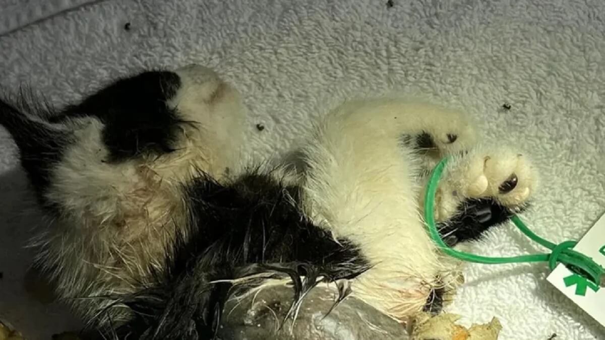 Dader(s) gezocht: Kitten vermoord met vuurwerk in Ederveen