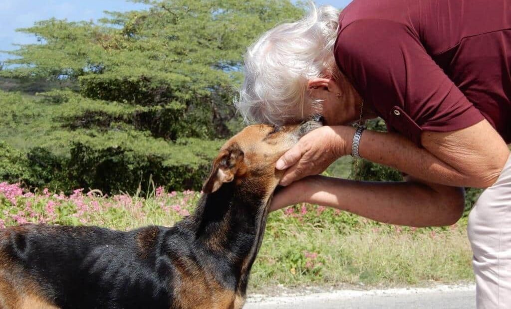 Massaal doden zwerfdieren Curaçao van de baan
