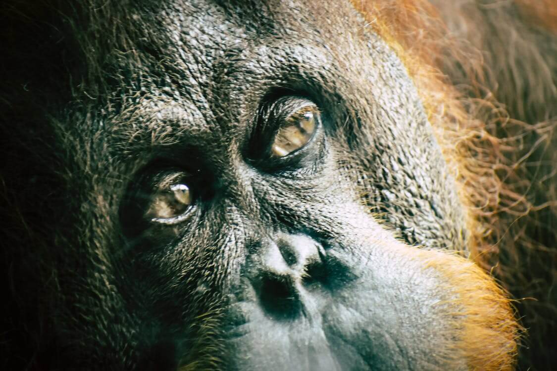 Nog altijd jacht op bedreigde orang-oetans - Animals Today
