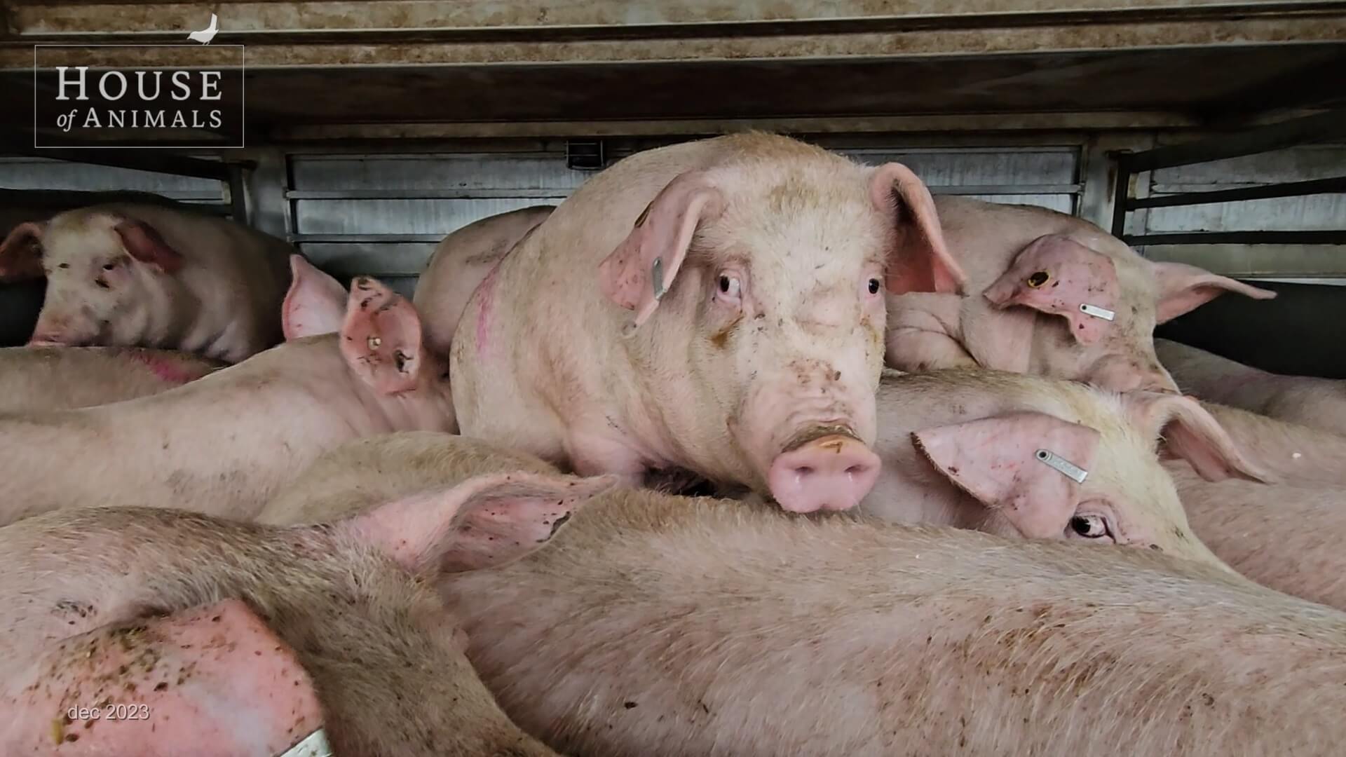 vervoer van levende dieren