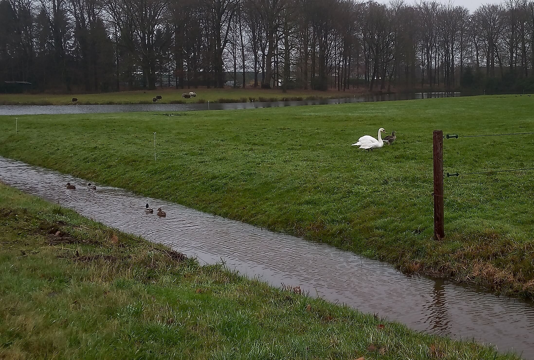 Kerst met Gans en Zwaan