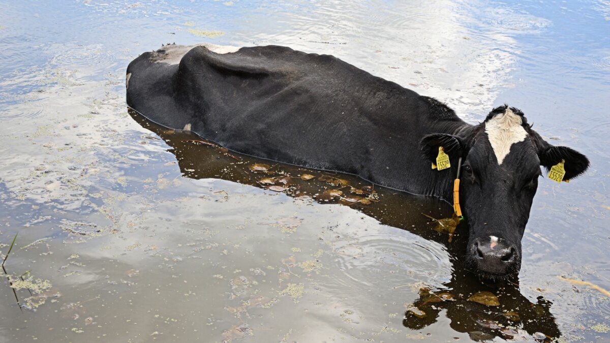 koe in het water