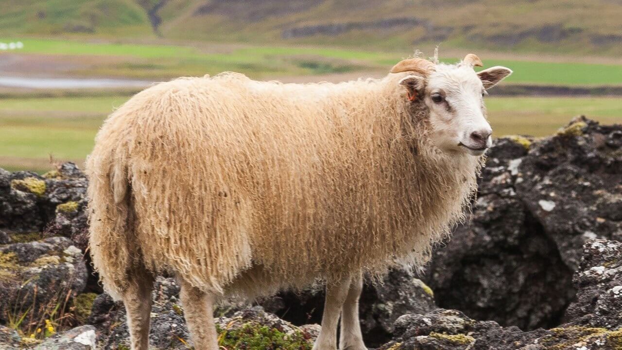 Reddingsoperatie voor schapen Grindavik na vulkaanuitbarsting
