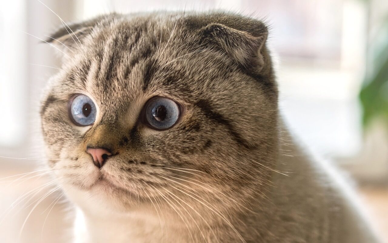 Scottish fold