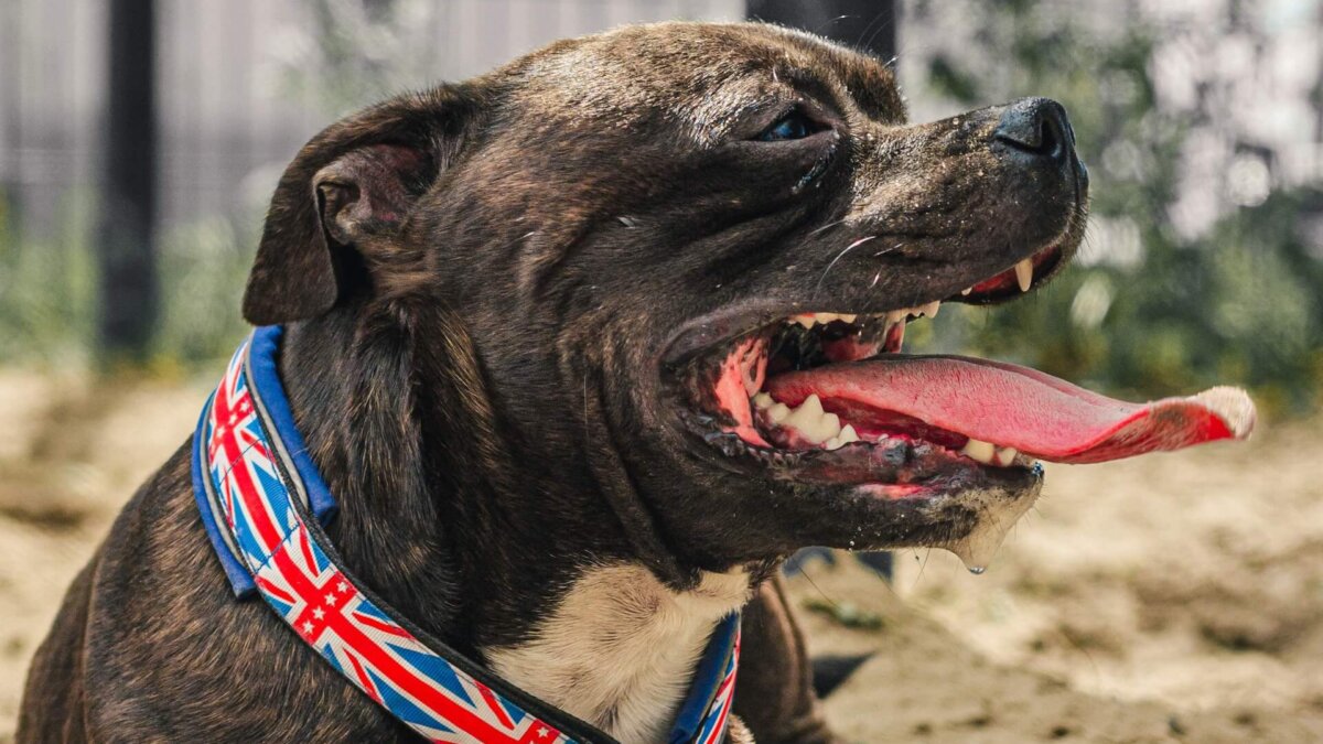 staffordshire bull terrier