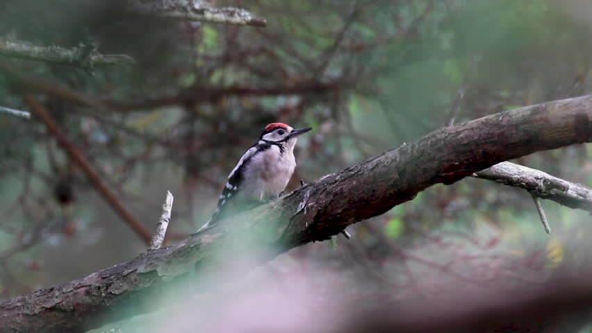 Polen stopt houtkap in oerbos Białowieża