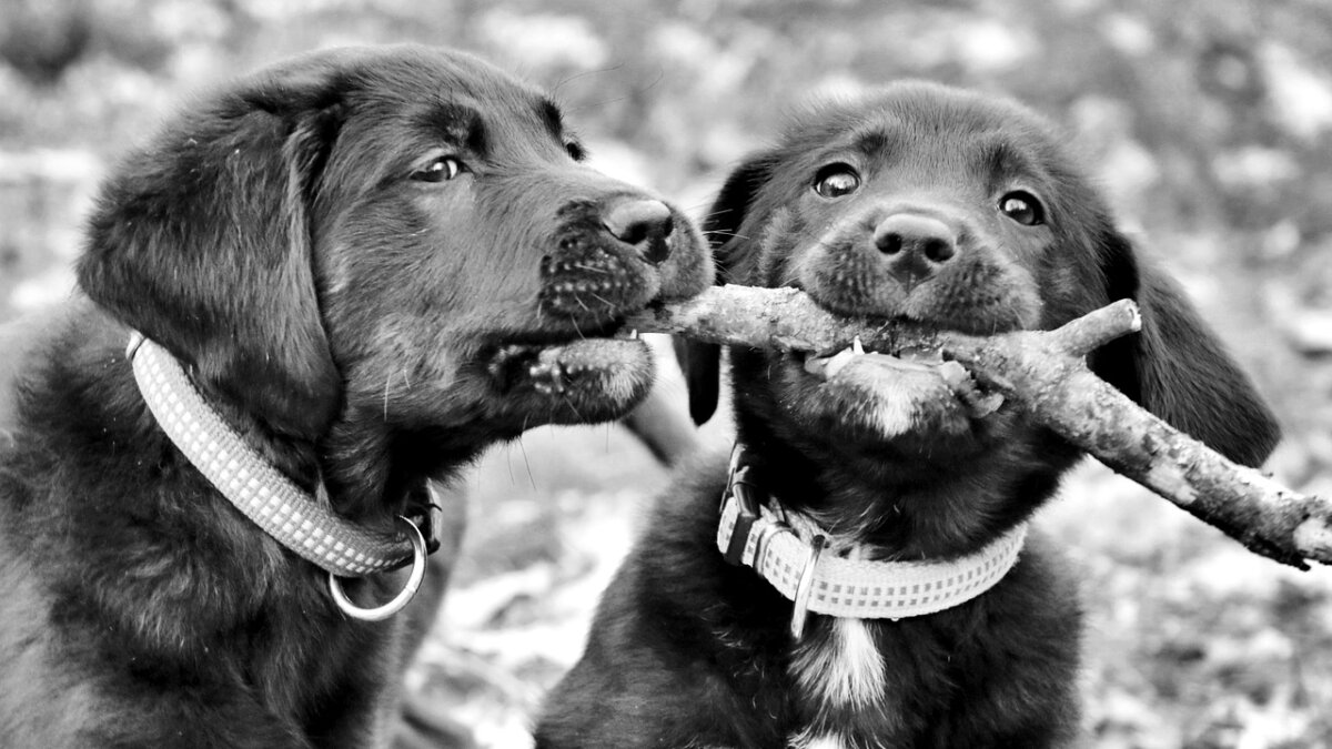 #GNvdD: 97 labradors gered van fokker in Missouri (VS)