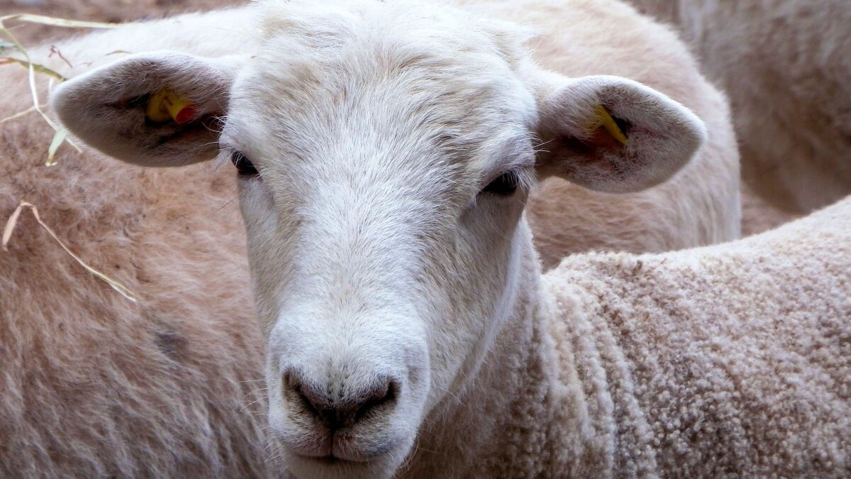 Schip met 16.000 dieren vast door dreiging Rode Zee