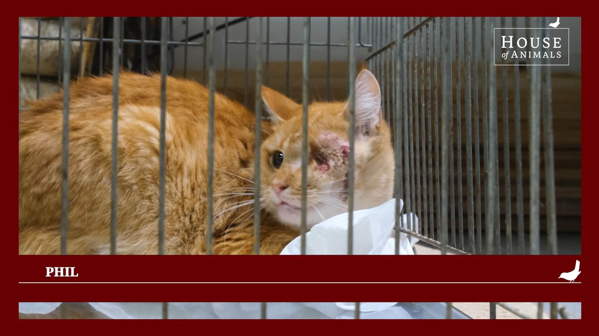 Adopteer een dier in Oekraïne