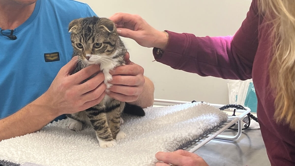 Aangifte tegen Dierenbescherming om euthanasiebeleid katten