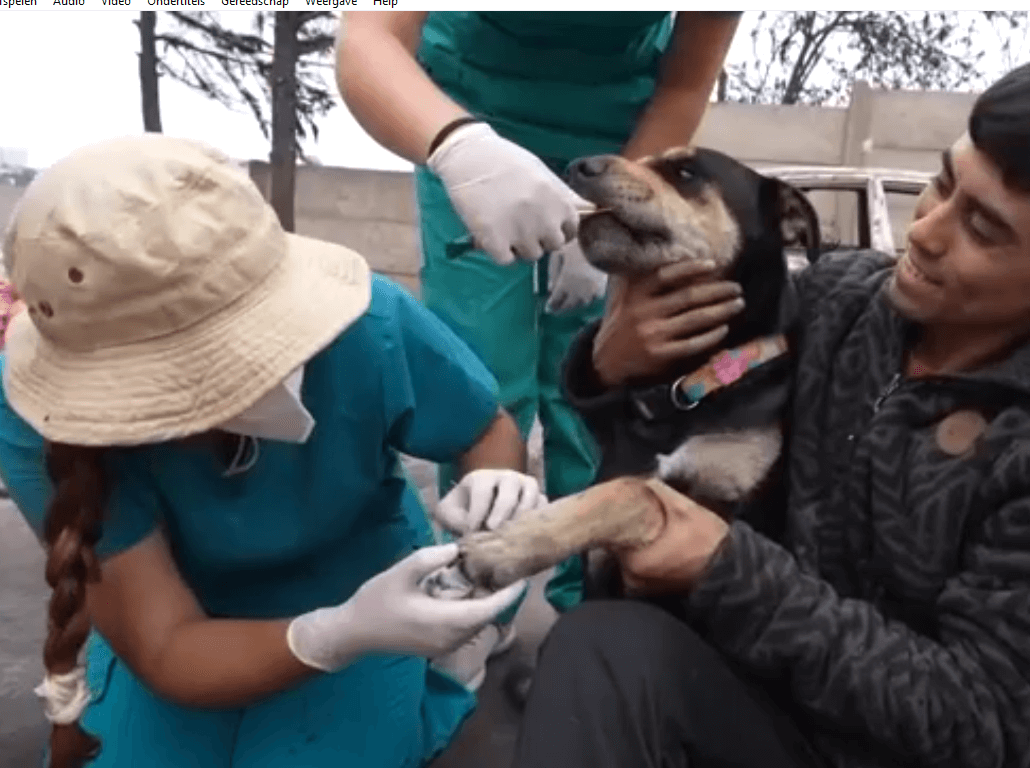 dieren met brandwonden Chili