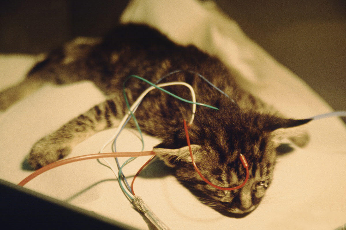 terugdringen aantal dierproeven