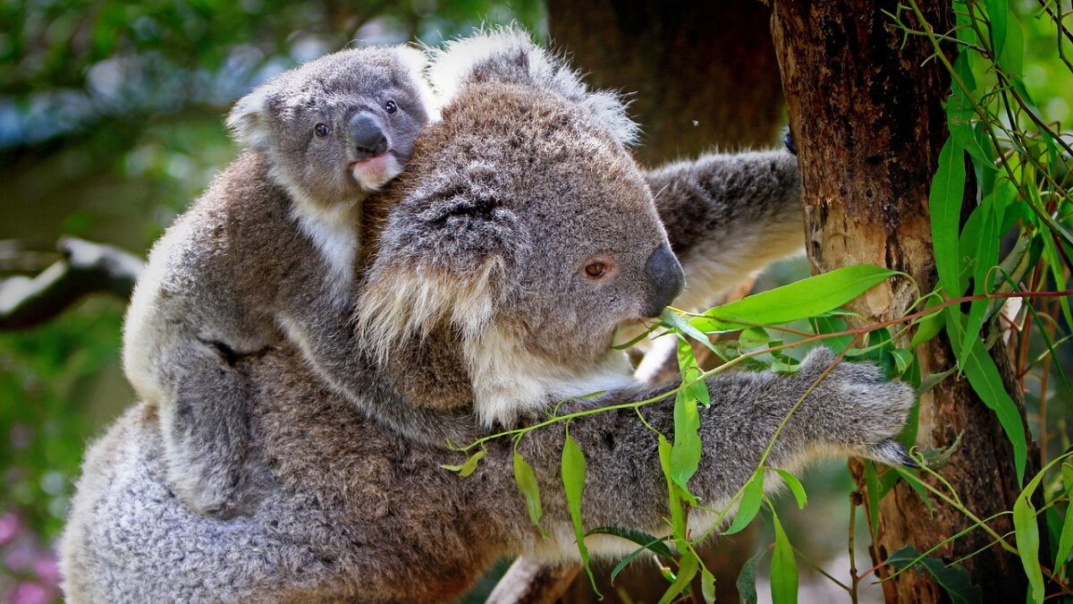 koala in Australie