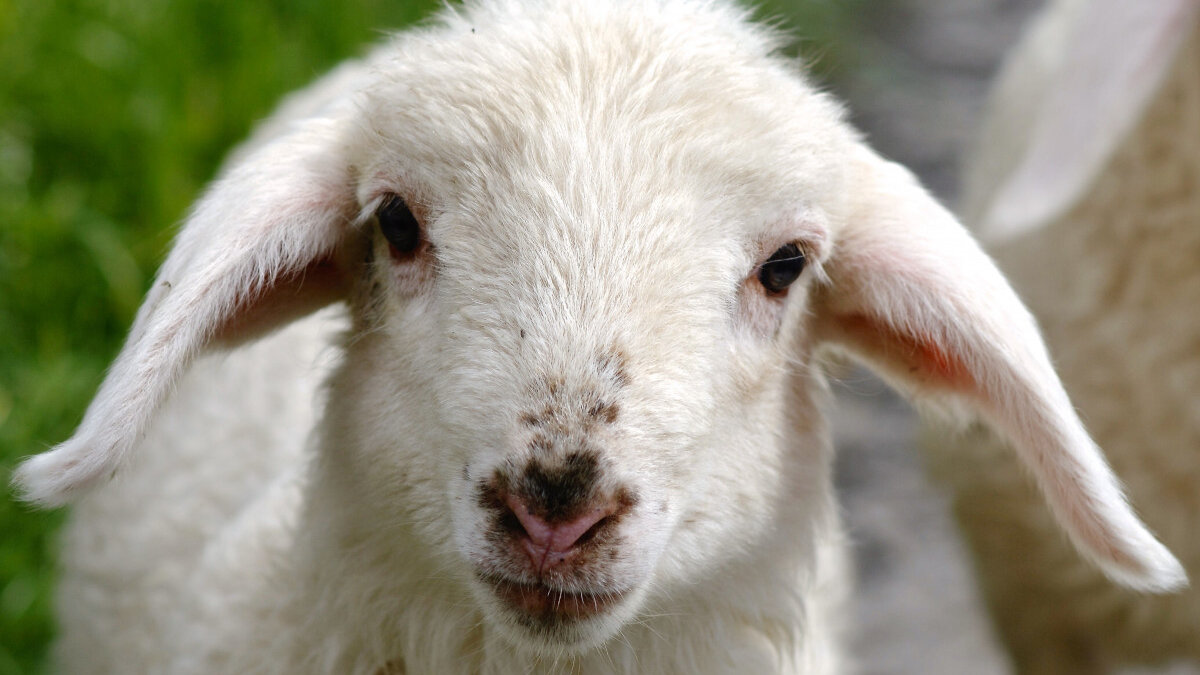 Niets staat een verbod op onverdoofd slachten nog in de weg