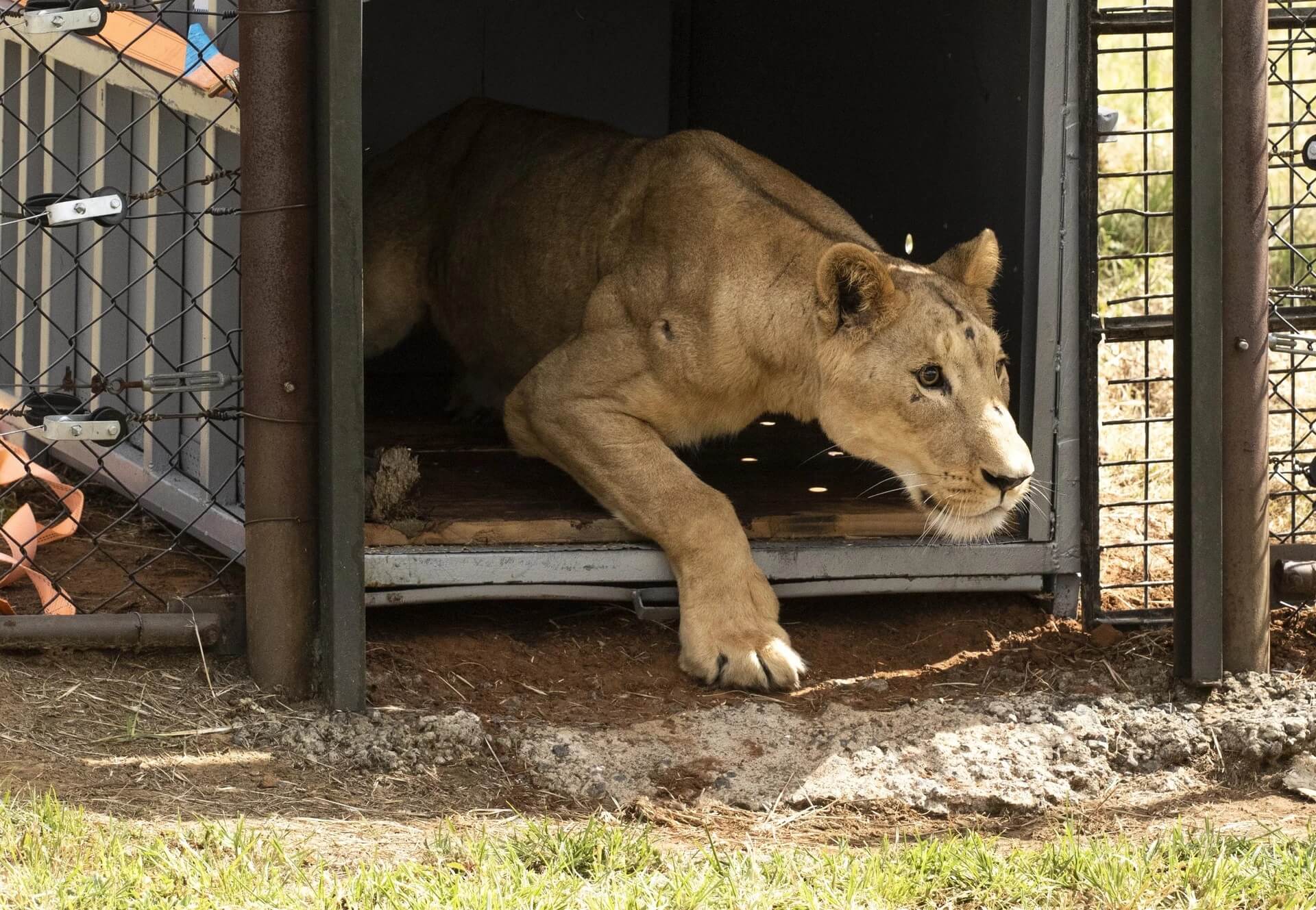 Elf leeuwen gered uit Soedan vinden waar paradijs in Zuid-Afrika
