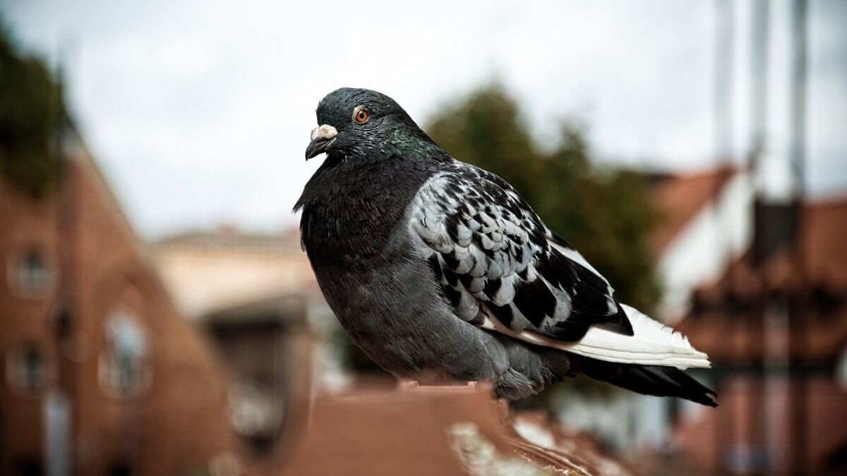 India laat spionageduif weer vrij