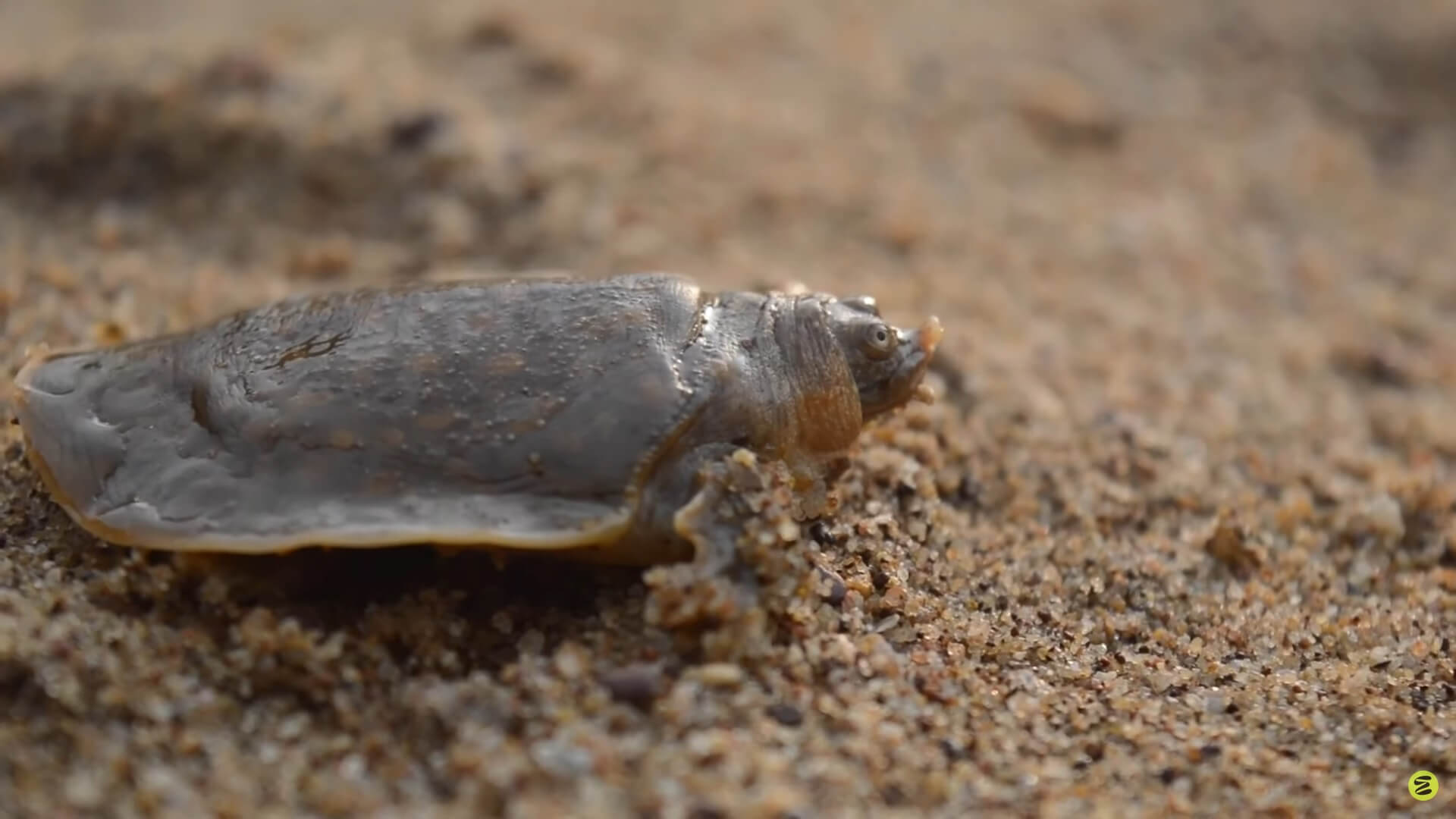 Zeldzame schildpad met gezicht als kikker ontdekt in tropen India
