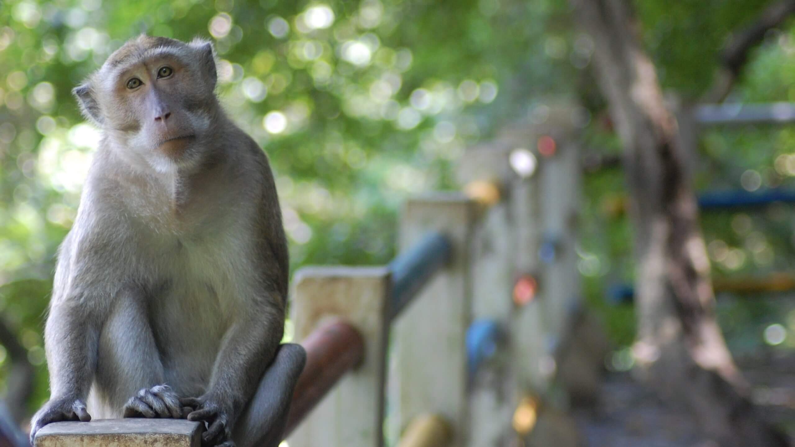 Nederlands bedrijf handelt in apen besmet met tuberculose