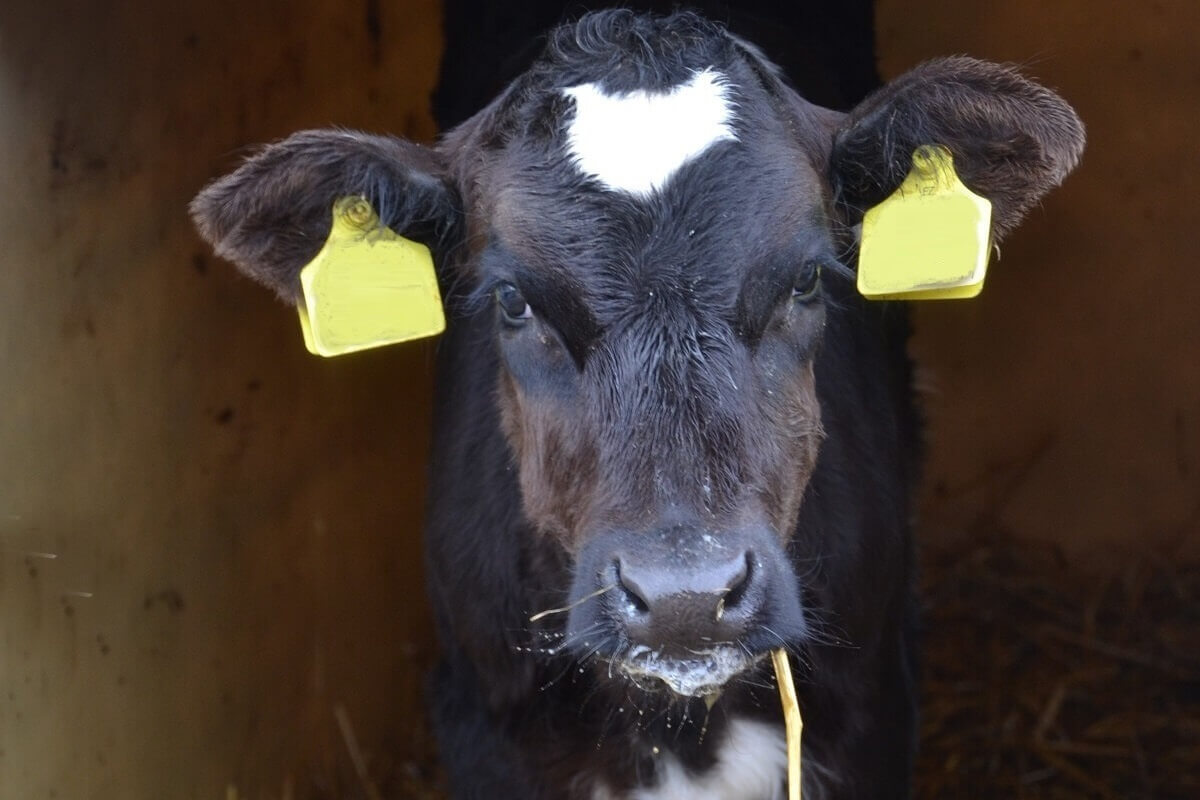 Nederlands kalfsvlees in Oostenrijkse schnitzel
