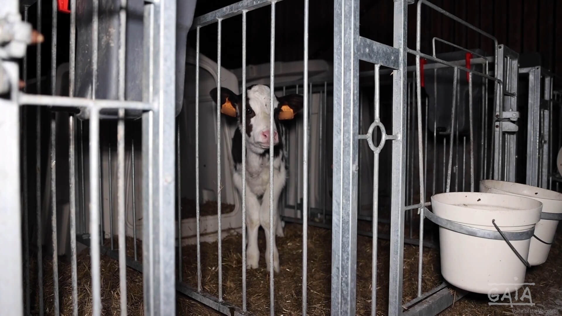 GAIA onthult het trieste lot van Belgische kalfjes