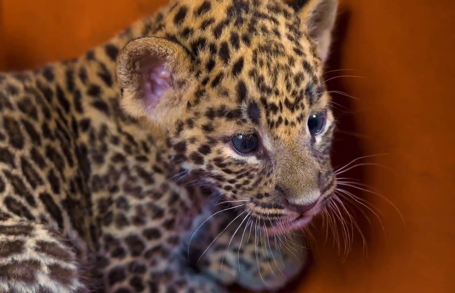 Luipaardwelp herenigd met moeder in India