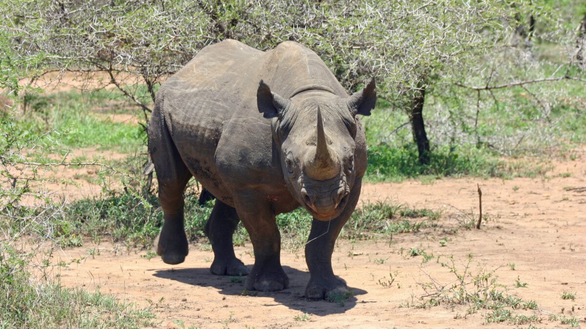Zwarte neushoorns na 50 jaar terug in Loisaba Conservancy in Kenia