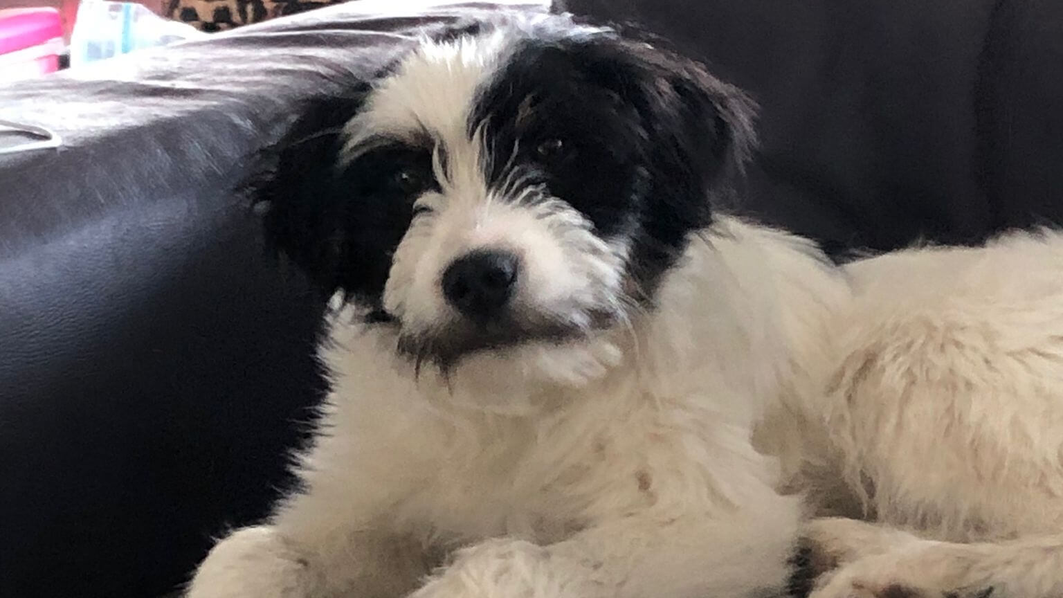 Vraagtekens over stichting Dierenbemiddeling Europa