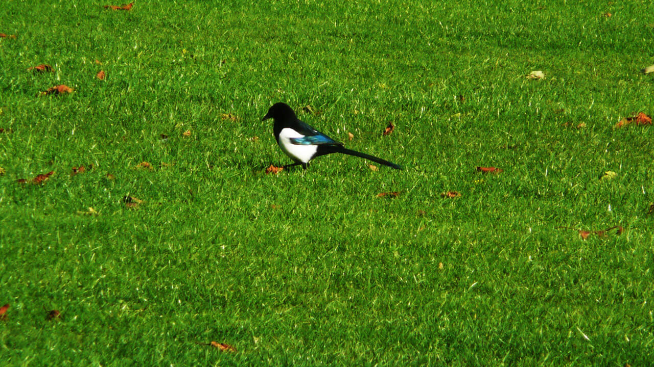 Herwaardering voor de ekker