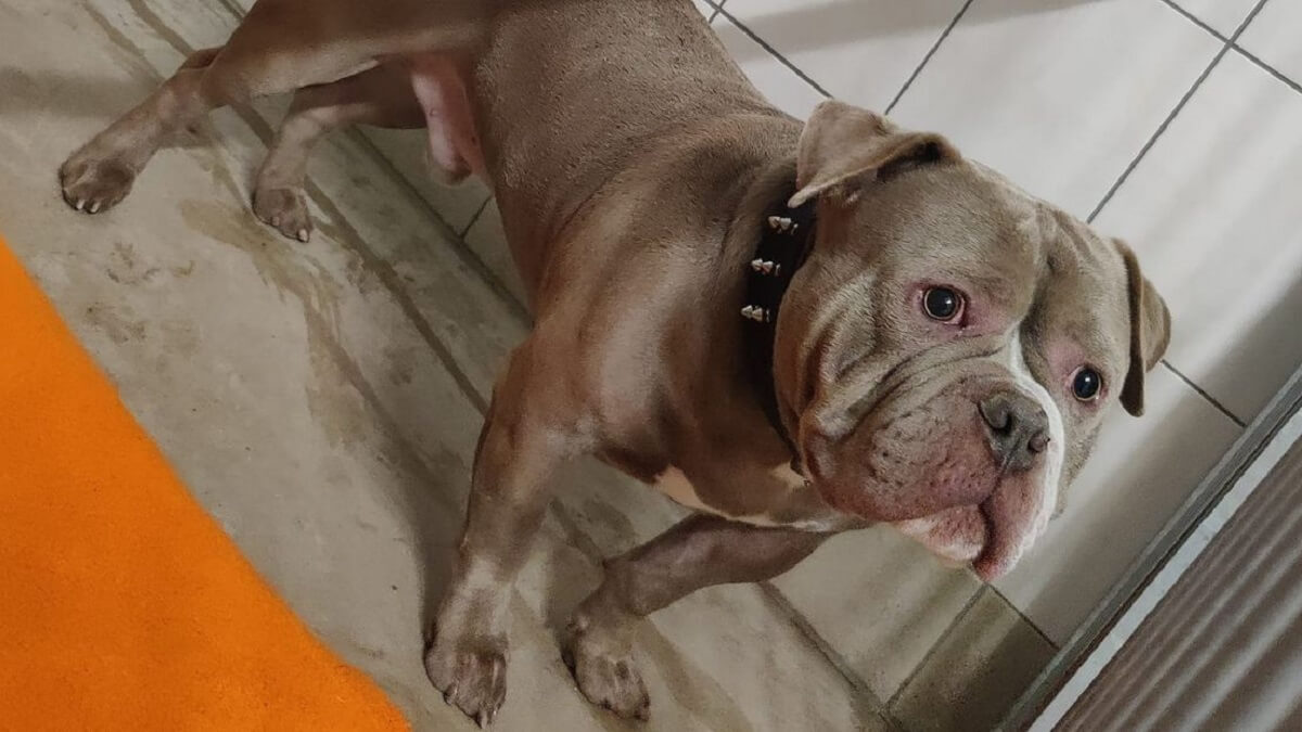 Wie liet zijn of haar hond achter aan een paal in Vleuten?