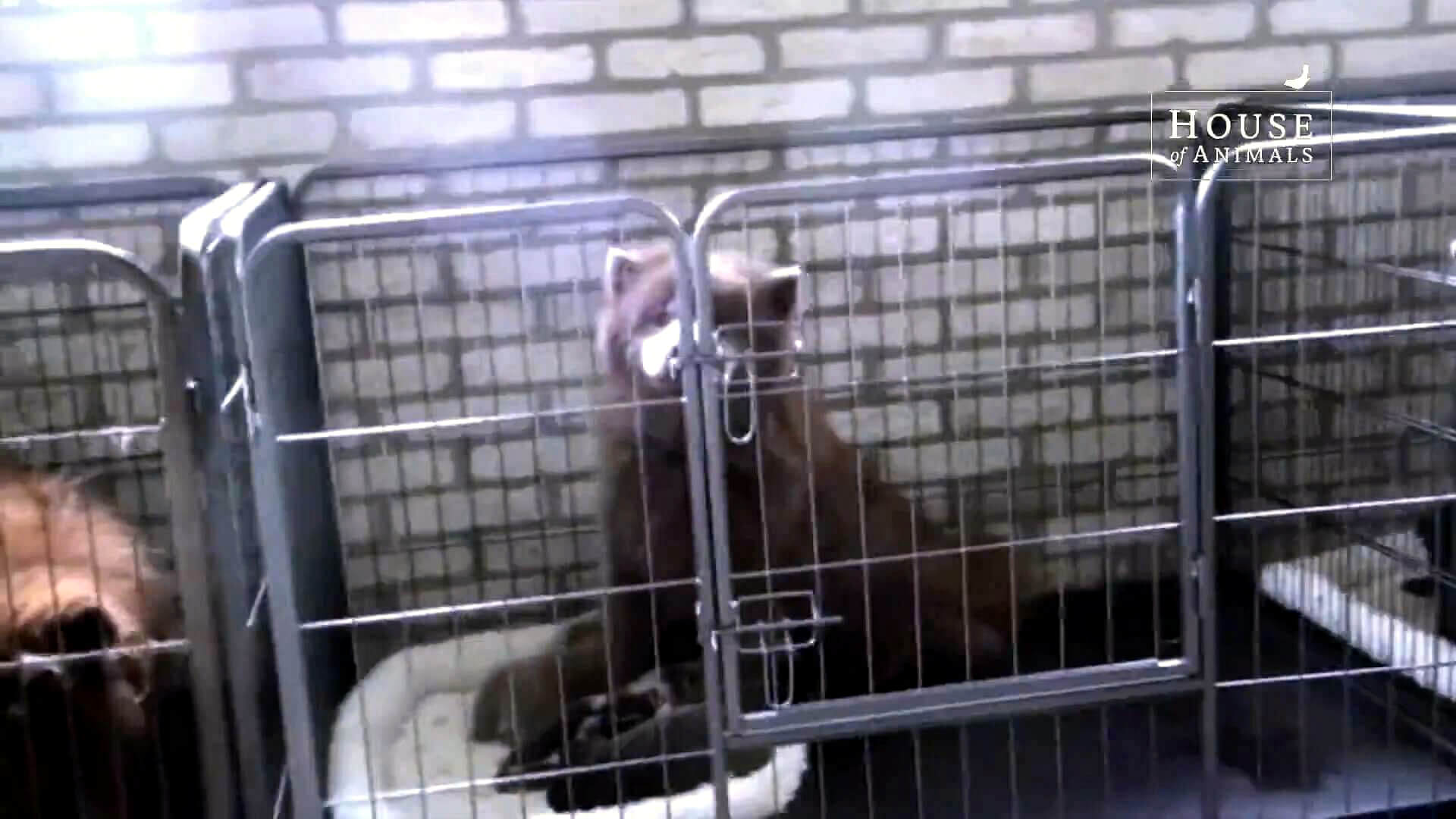 Hond van vluchtfokker Kevin T.