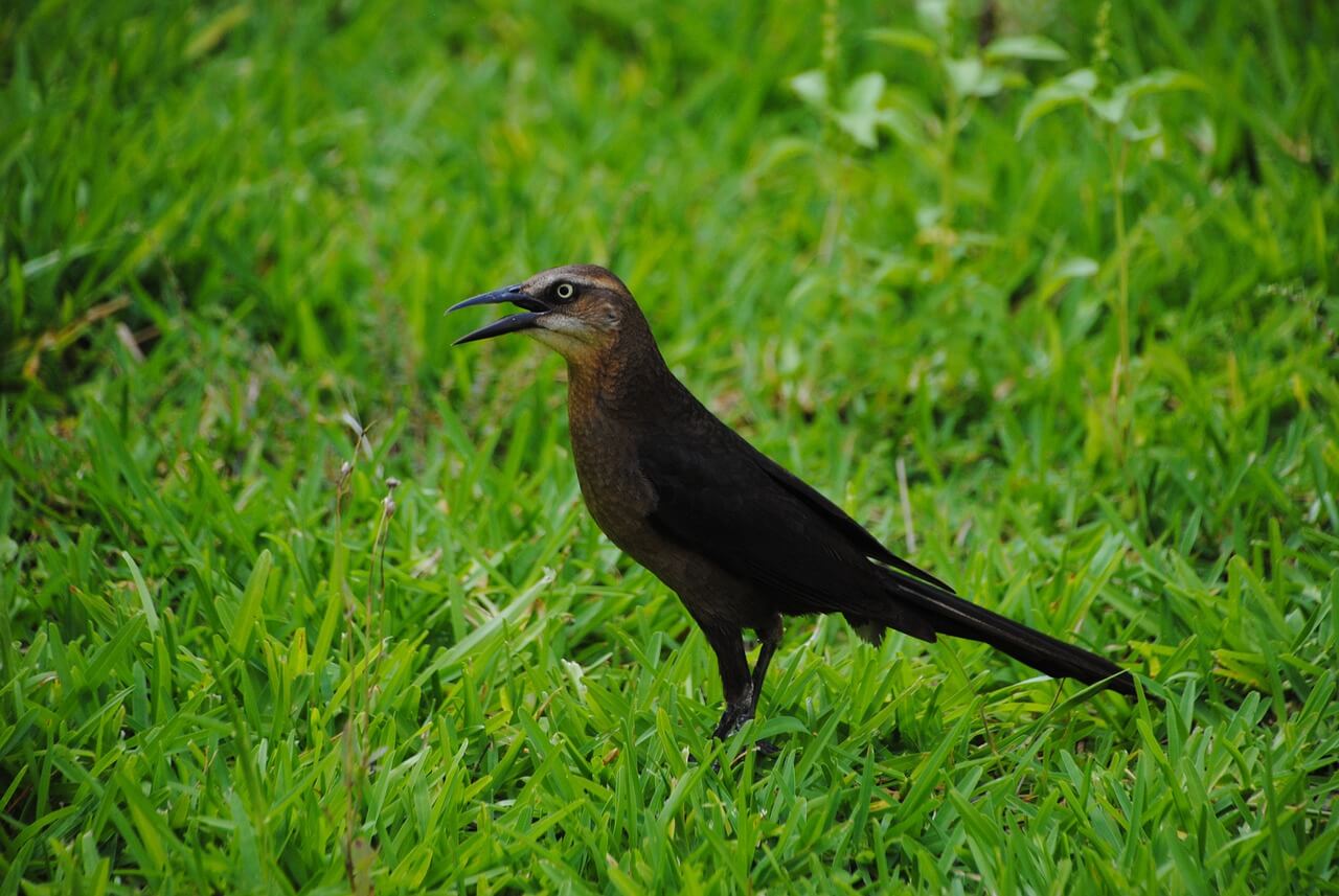 risico's inschatten helpt dieren met de mens samen te leven