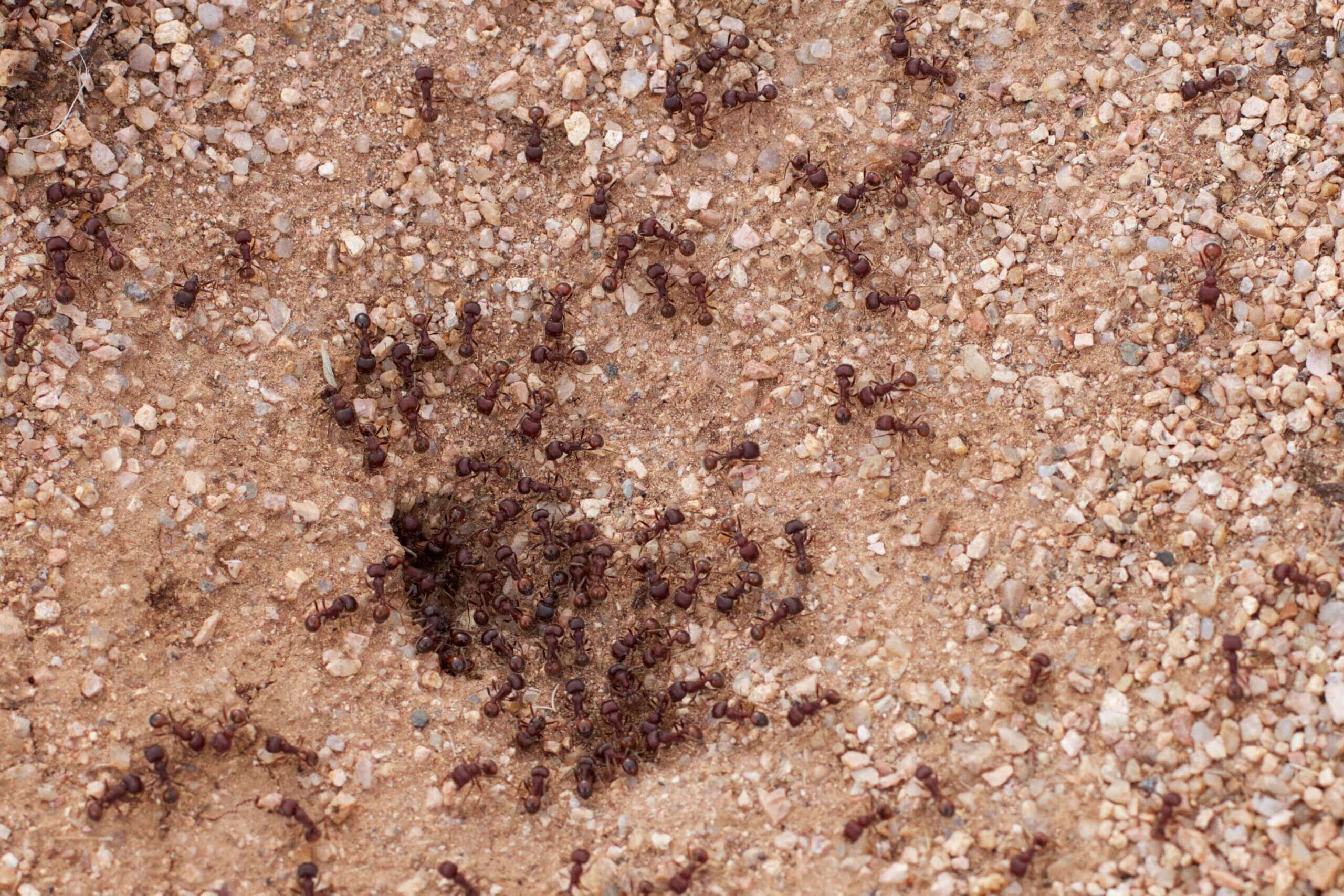 Ruimte voor de mieren