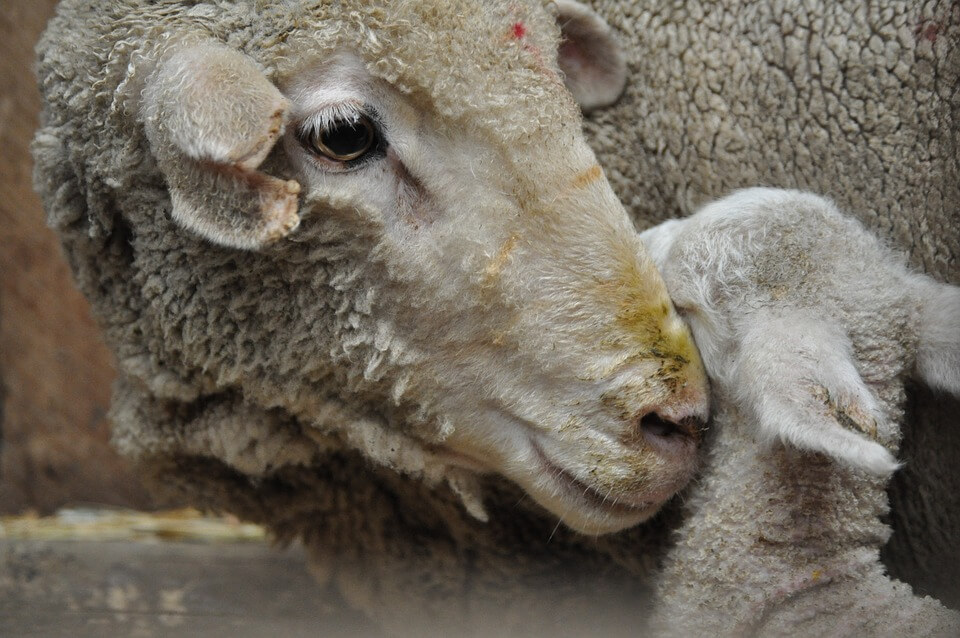 Q-koorts in Brakel ondanks vaccinatieplicht