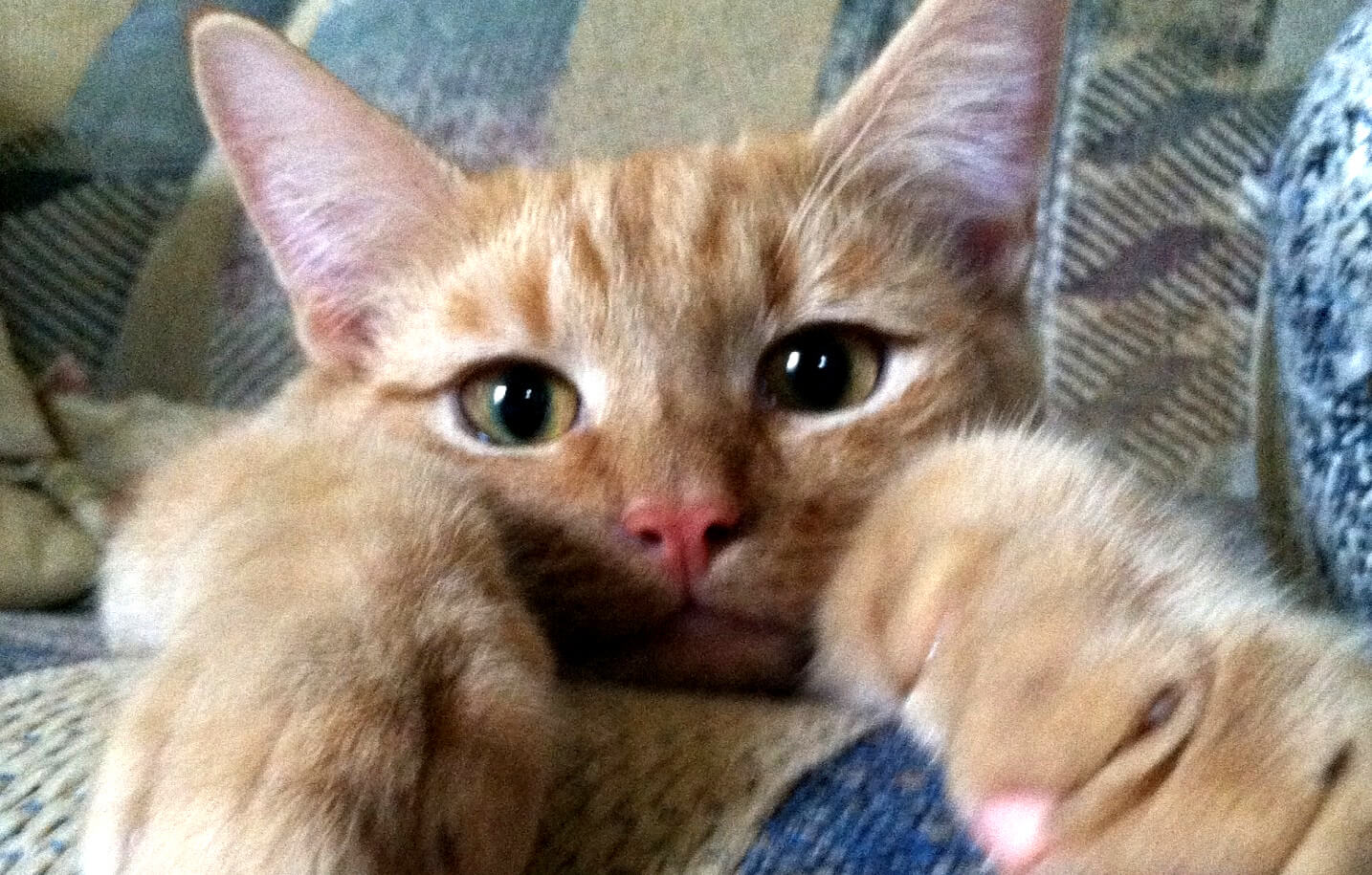 Recordaantal dieren in beslag genomen in Vlaanderen