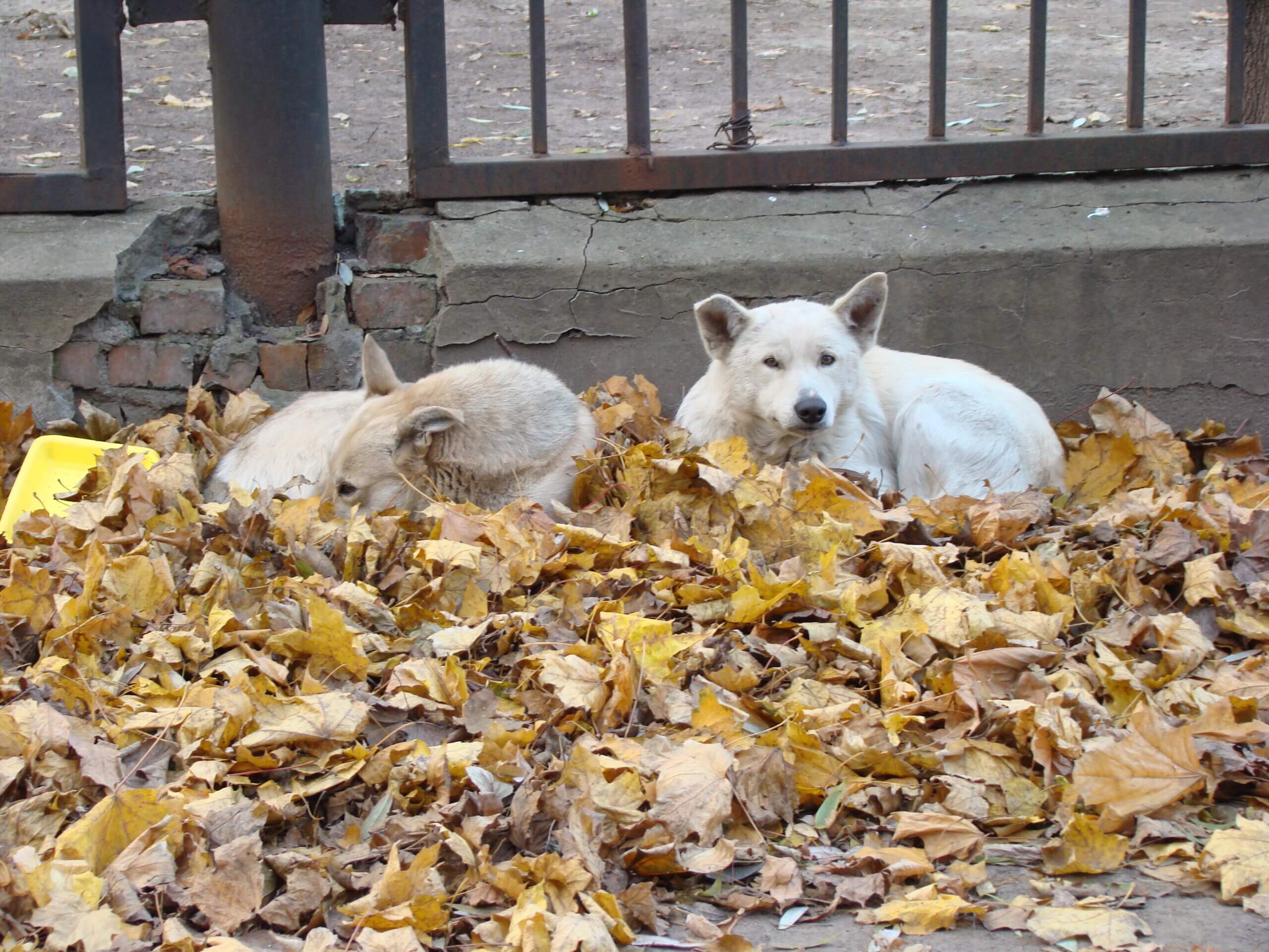 Celstraf voor het dumpen van dieren in Kroatië