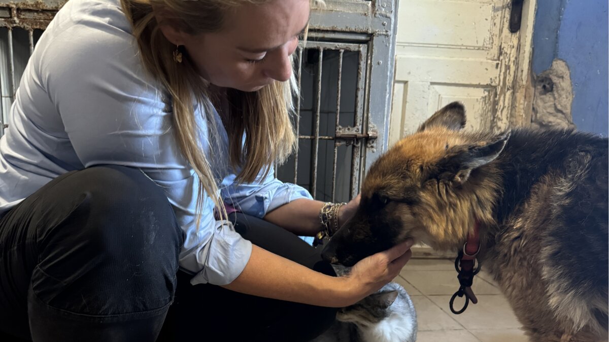 Oorlogsdieren met kogels in hun lijfje