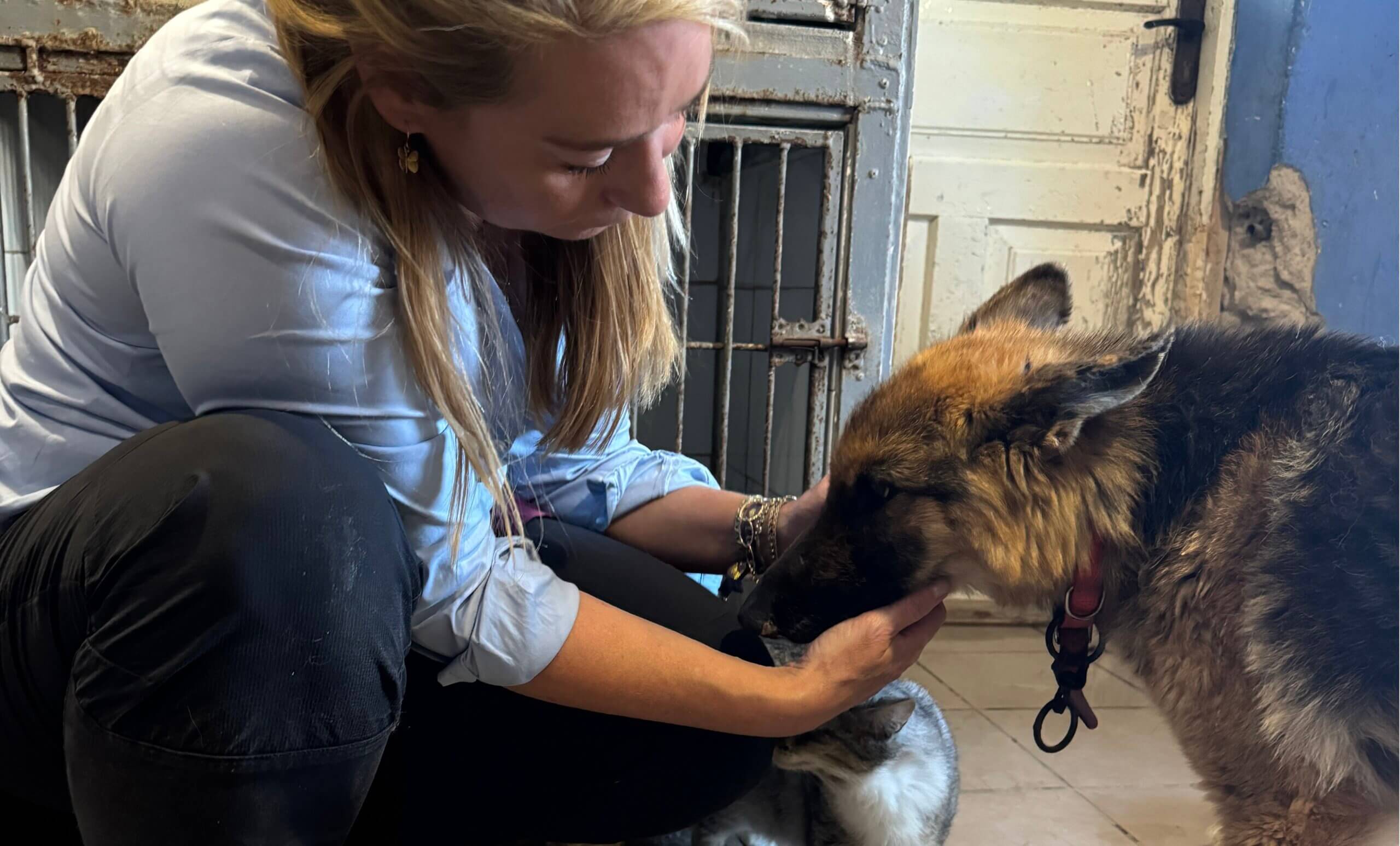 Oorlogsdieren met kogels in hun lijfje