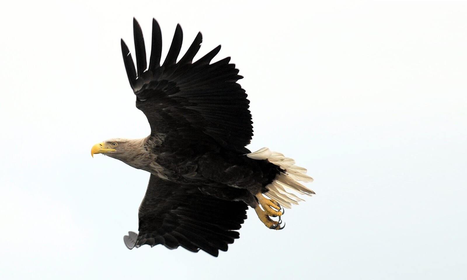 Voor het eerst sinds mensenheugenis zeearenden met kuiken in België