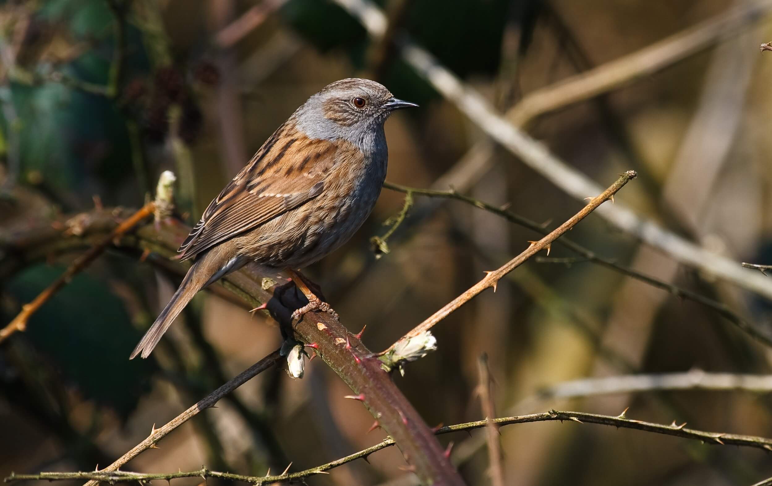 Bewoners De Koog in verzet voor broedende vogels