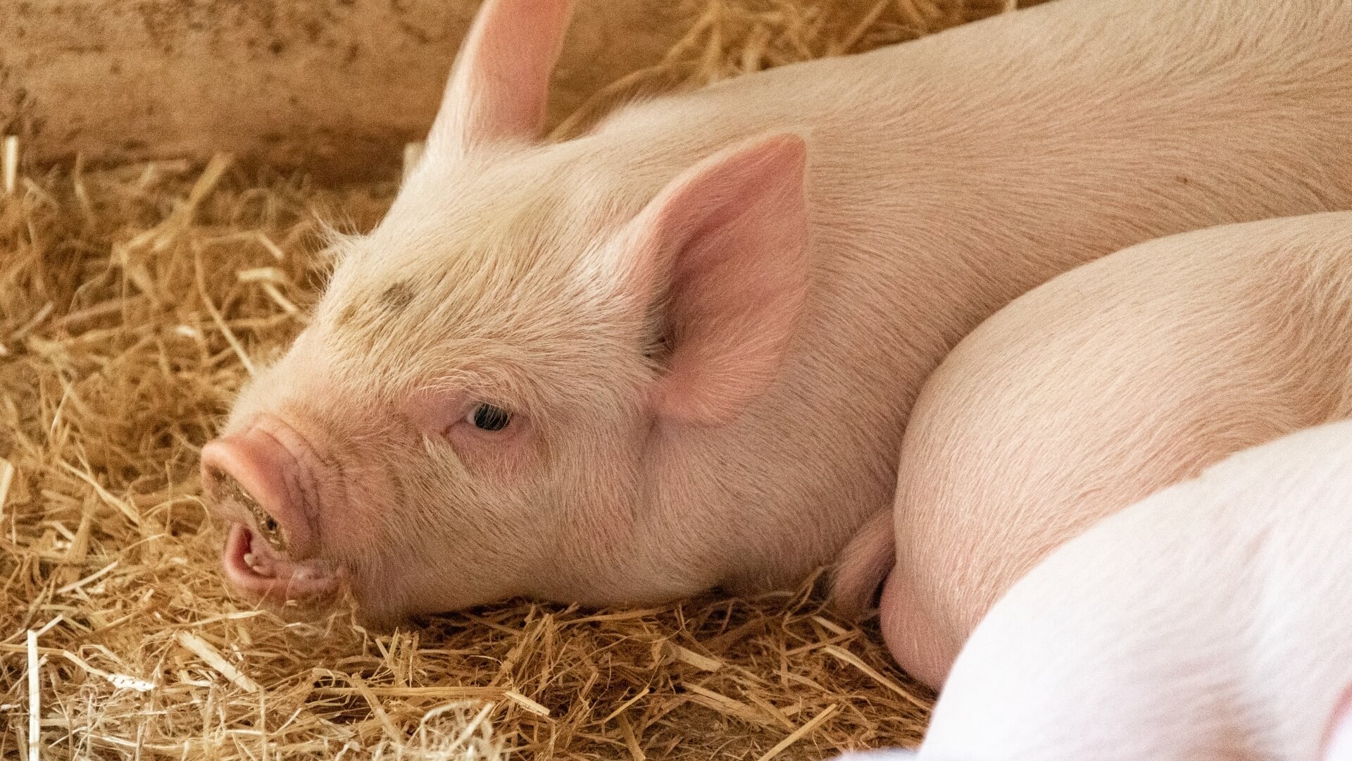 Standaardpraktijk het slijpen van tanden bij biggen