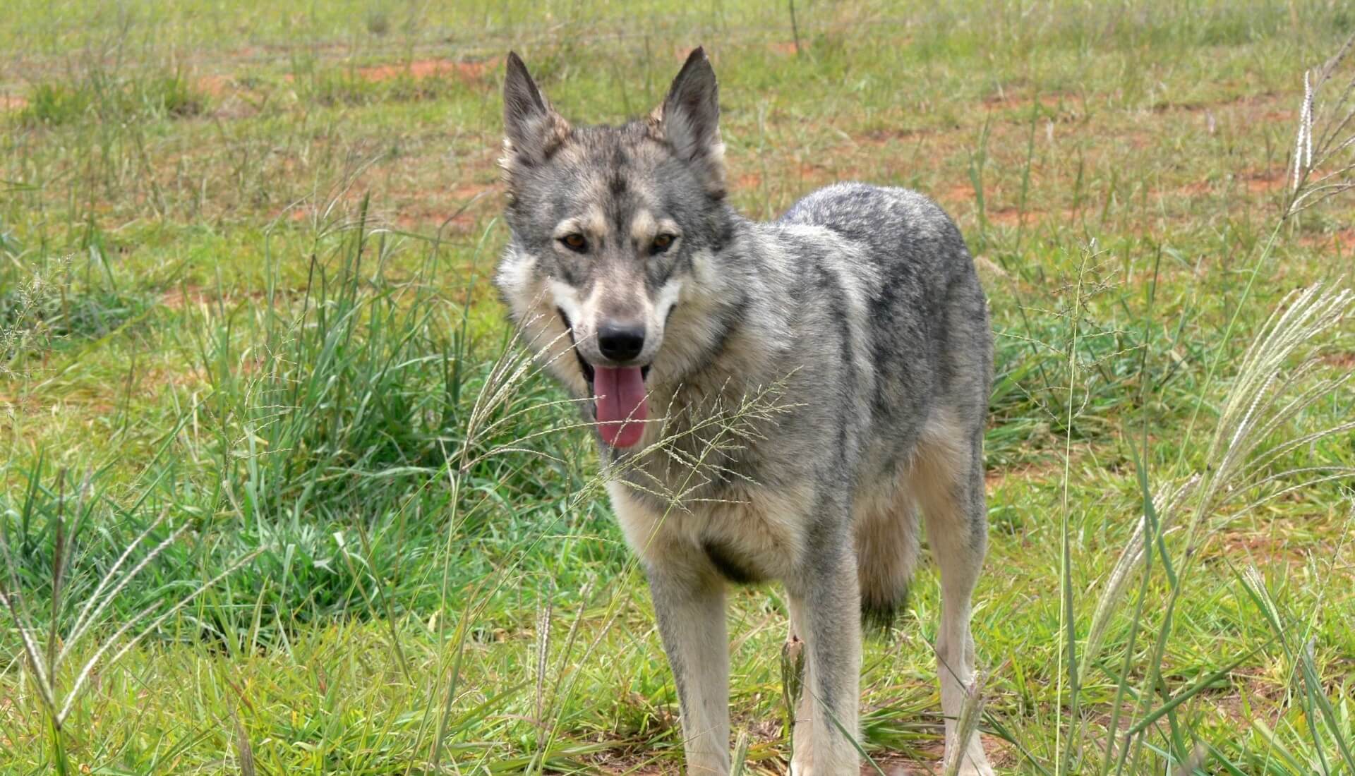 Veluwe Natura 2000-gebied voor de wolf