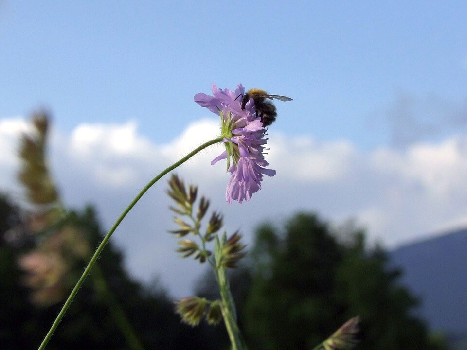 hommel