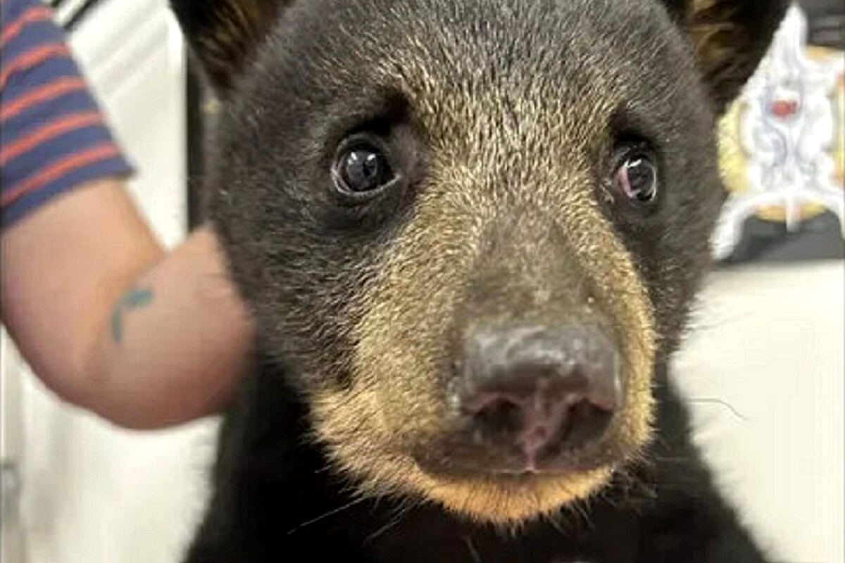 Selfiebeertje kon niet meer terug naar moeder