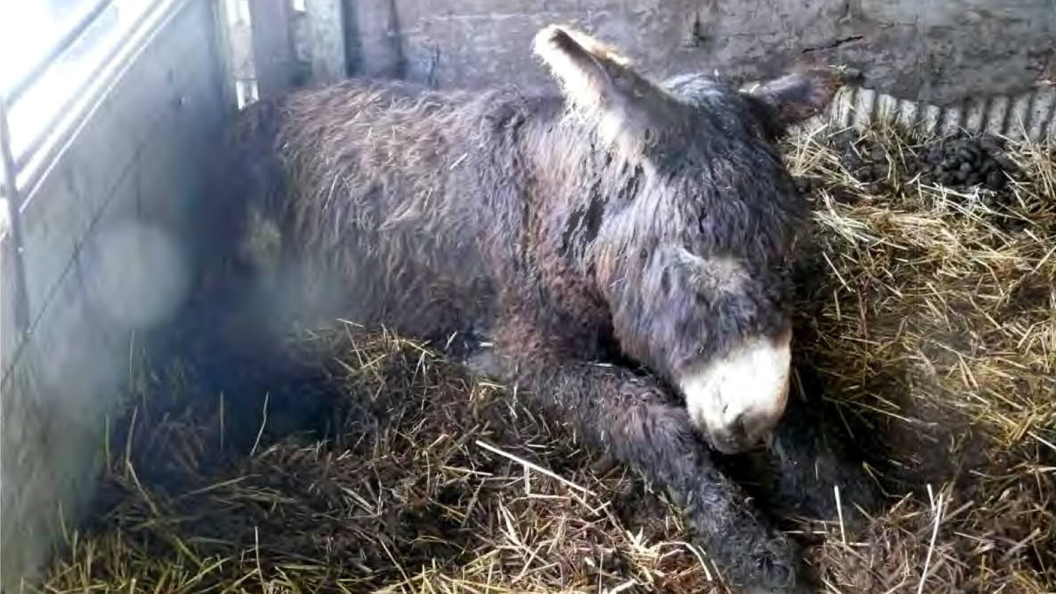 verwaarloosde ezel Bert's Animal Verhuur