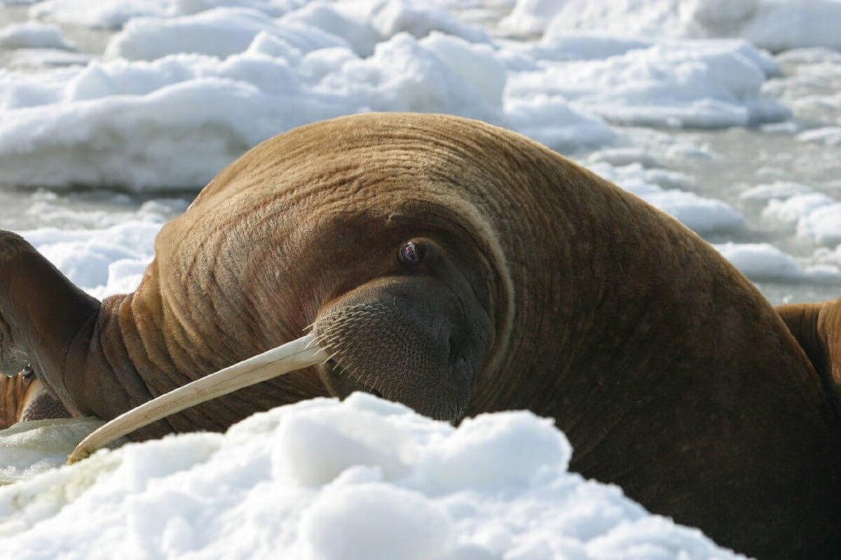 walrus